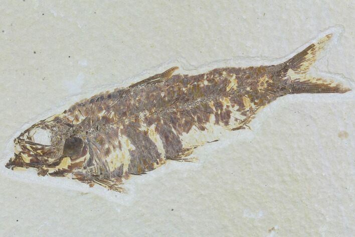 Detailed Fossil Fish (Knightia) - Wyoming #88572